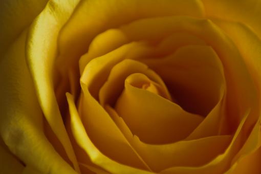 Rose Core - Free Stock Photo