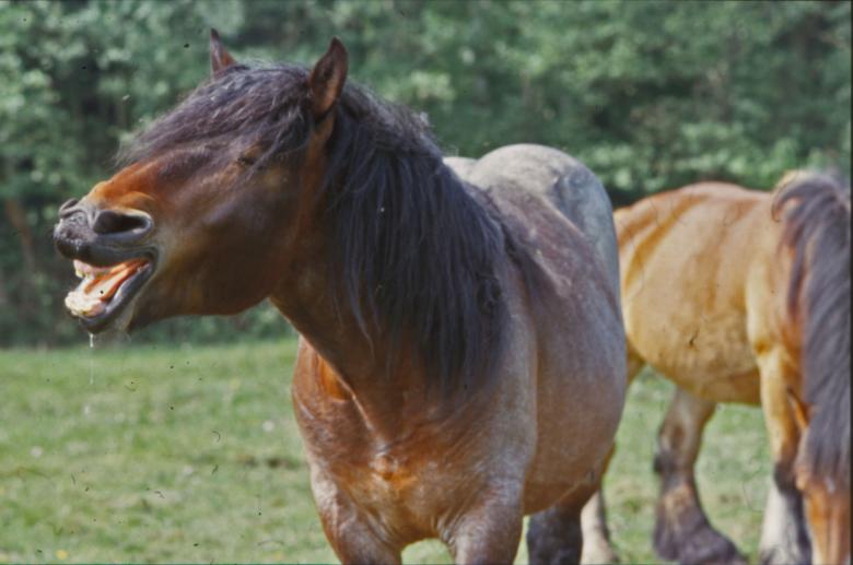 Free stock image of Horses created by MUNCH PIERRE