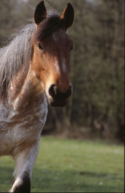 Free stock image of Horse created by MUNCH PIERRE