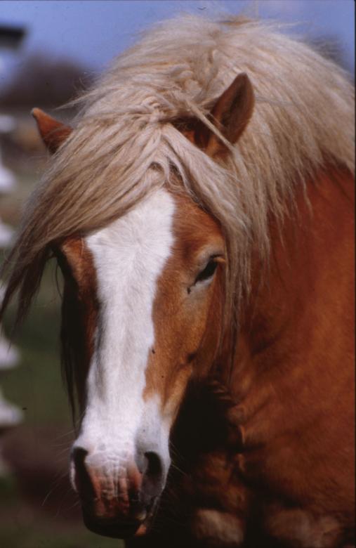 Free stock image of Horse created by MUNCH PIERRE