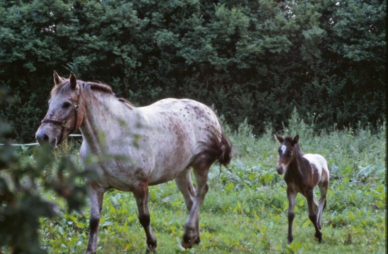 Free stock image of Horses created by MUNCH PIERRE