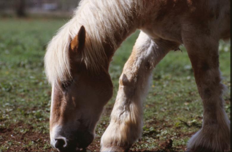 Free stock image of Horse created by MUNCH PIERRE