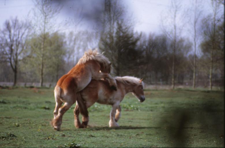 Free stock image of Horses created by MUNCH PIERRE