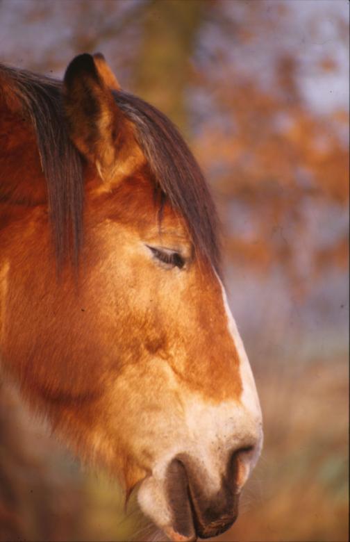 Free stock image of Horse created by MUNCH PIERRE