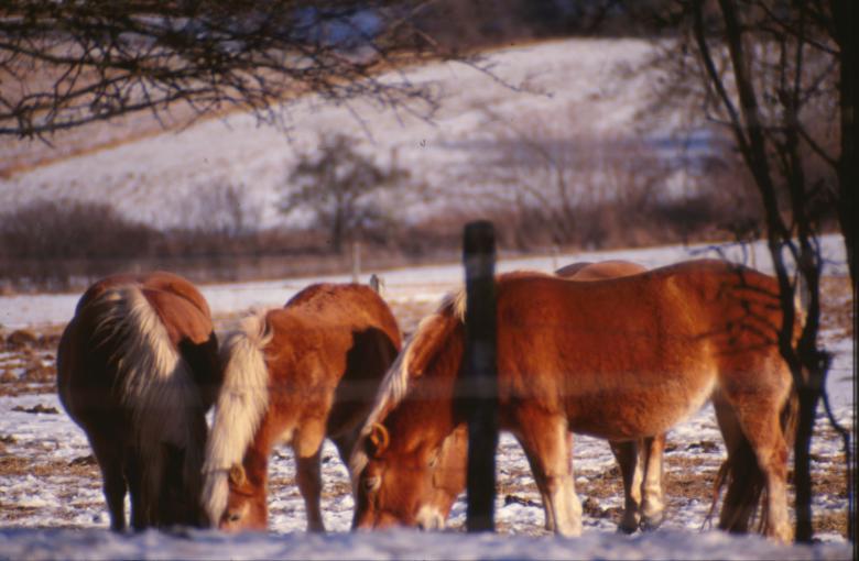 Free stock image of Horses created by MUNCH PIERRE