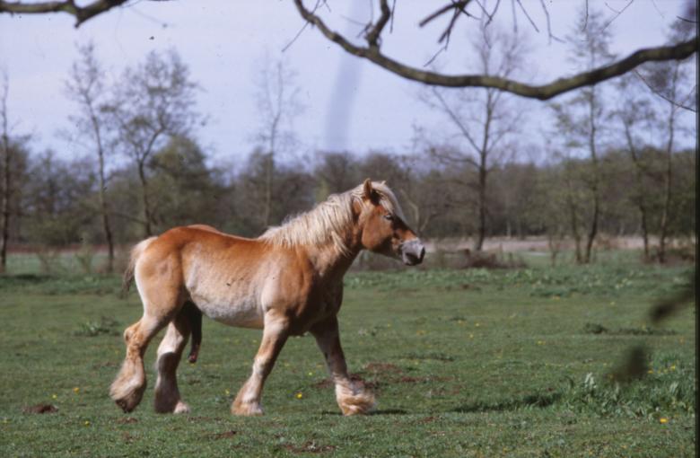Free stock image of Horse created by MUNCH PIERRE