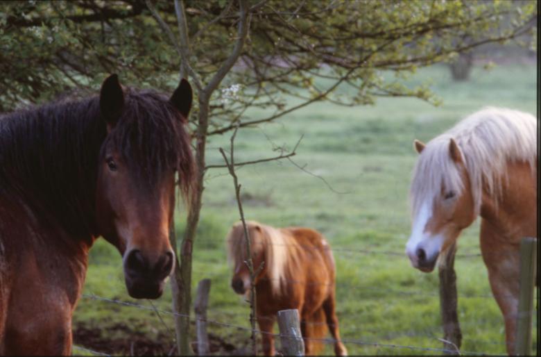 Free stock image of Horses created by MUNCH PIERRE