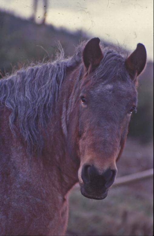 Free stock image of Horse created by MUNCH PIERRE