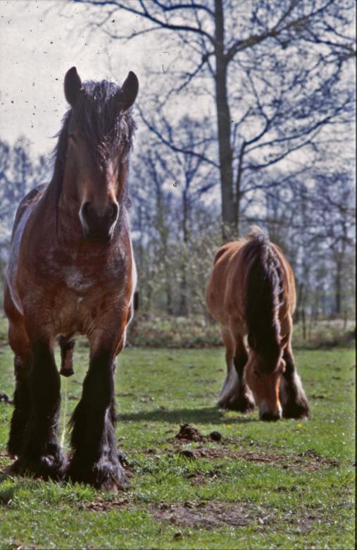 Free stock image of Horses created by MUNCH PIERRE