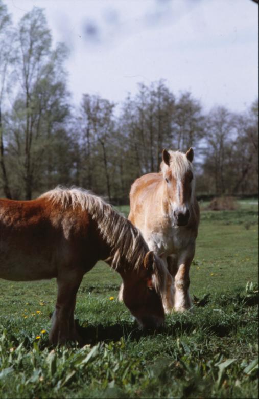 Free stock image of Horses created by MUNCH PIERRE