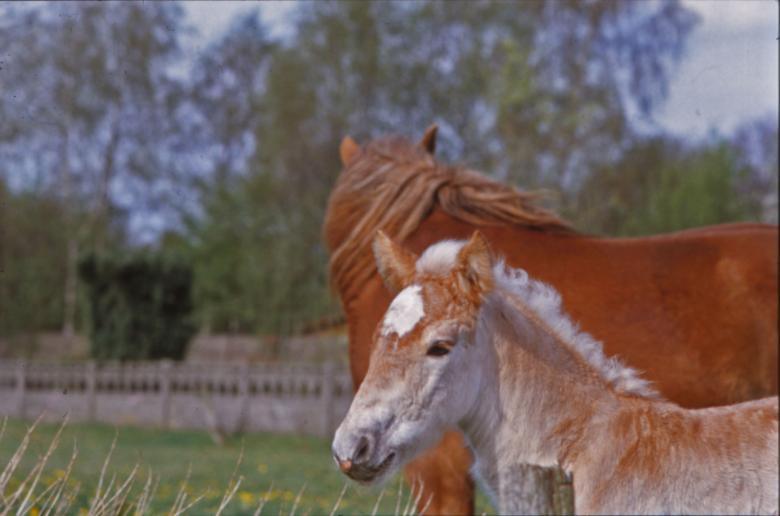 Free stock image of Horses created by MUNCH PIERRE