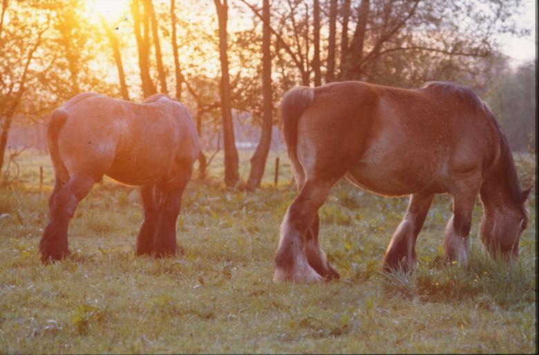 Free stock image of Horses created by MUNCH PIERRE