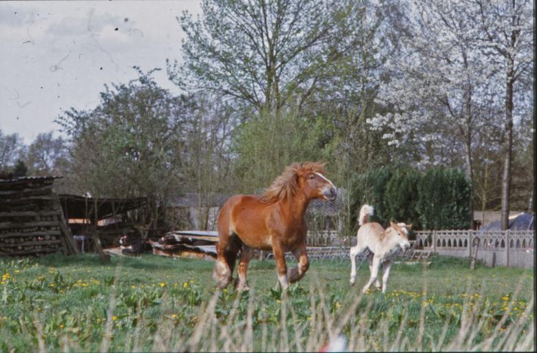 Free stock image of Horses created by MUNCH PIERRE