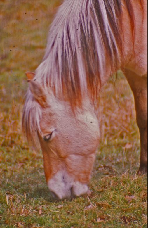 Free stock image of Horse created by MUNCH PIERRE