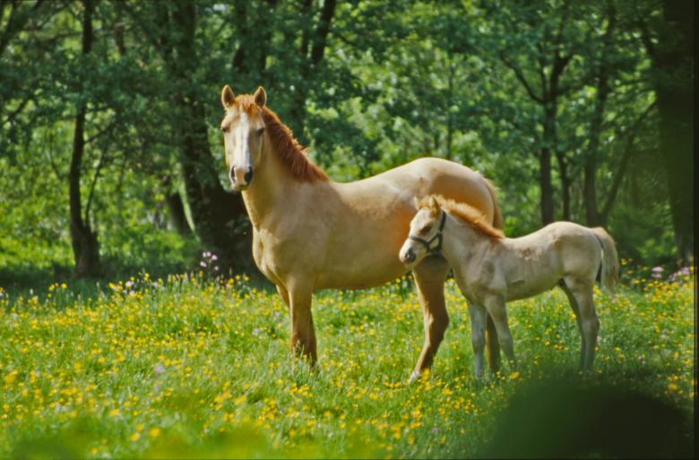 Free stock image of Horses created by MUNCH PIERRE