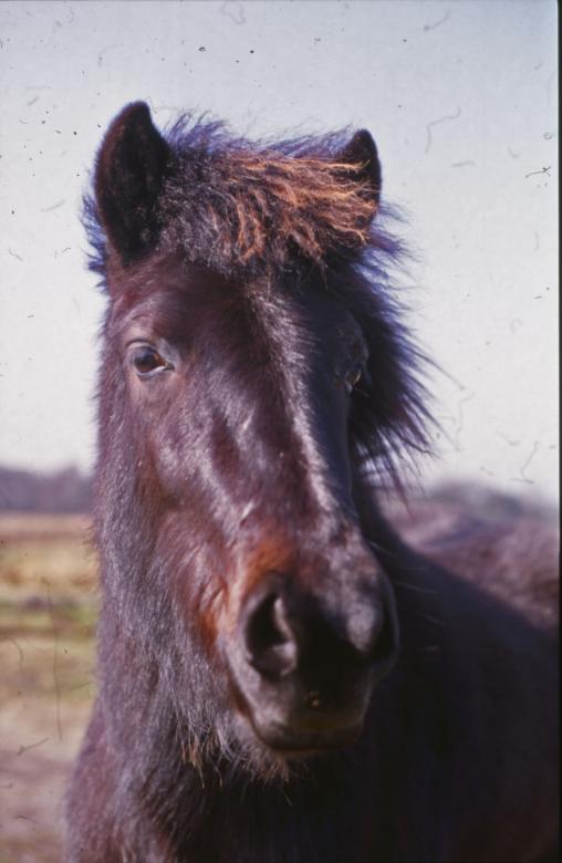 Free stock image of Horse created by MUNCH PIERRE