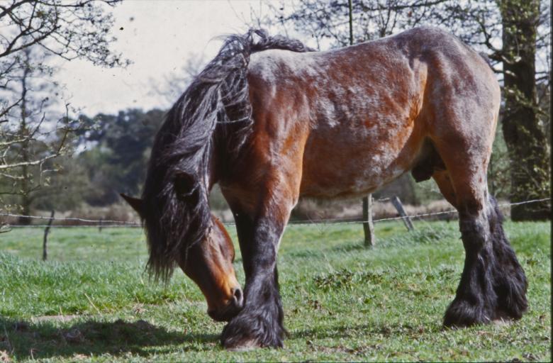 Free stock image of Horse created by MUNCH PIERRE