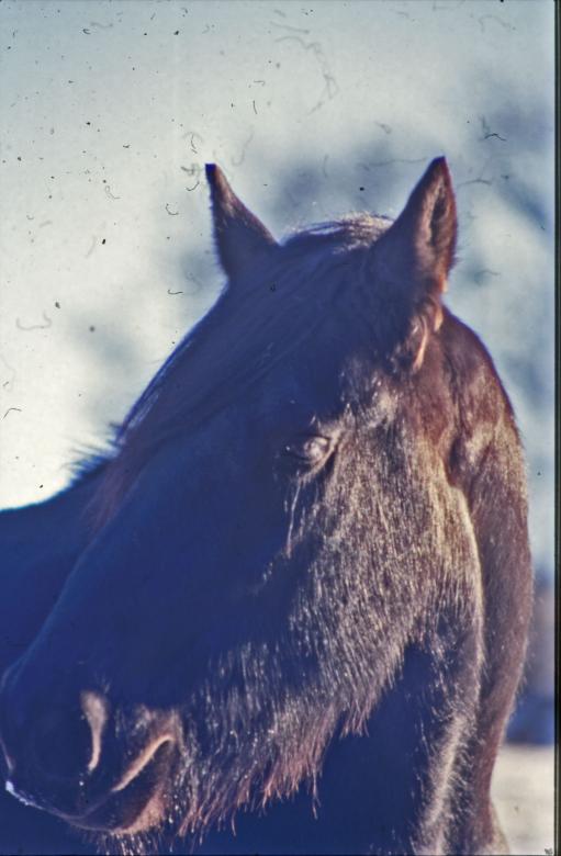 Free stock image of Horse created by MUNCH PIERRE