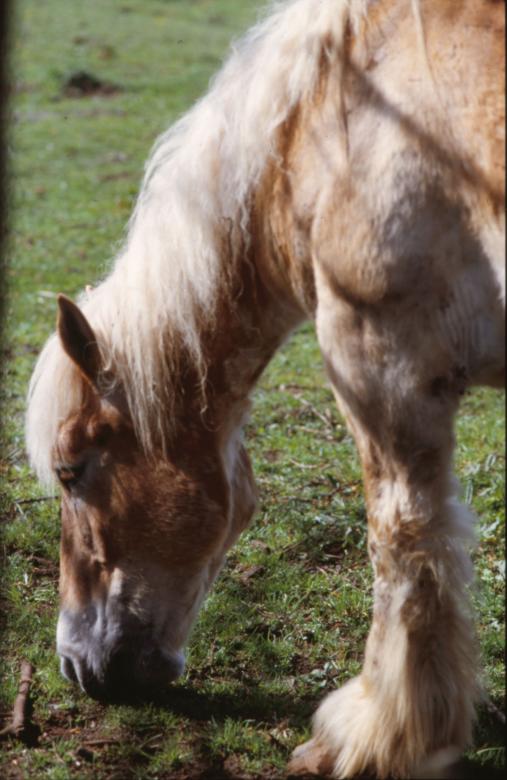 Free stock image of Horse created by MUNCH PIERRE