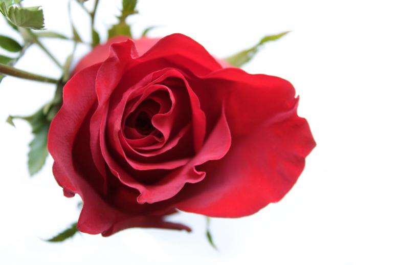 Free stock image of Open Red Rose created by Farflay
