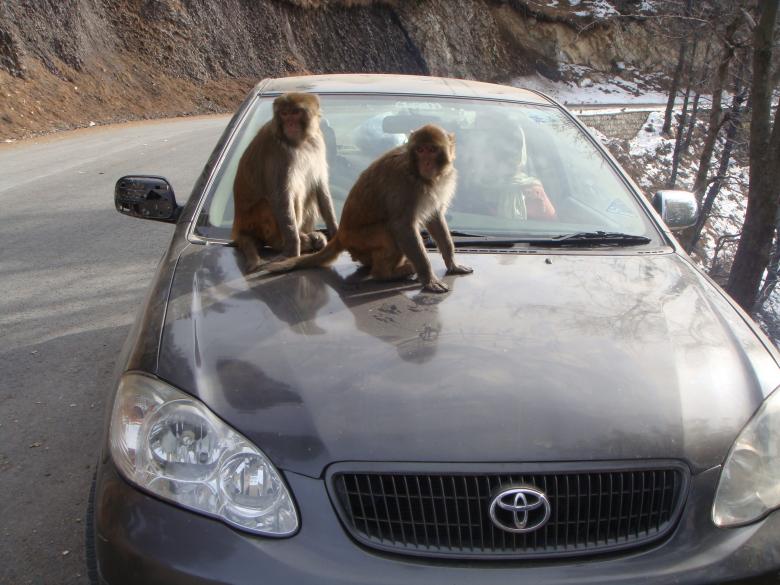 Free stock image of Monkeys on car created by Ali Haider