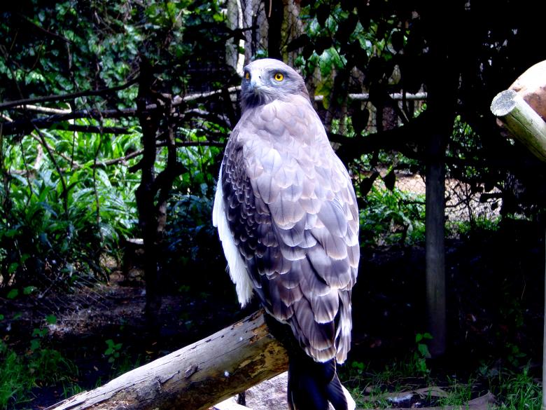 Free stock image of Bird of Prey - Hawk created by Charl Christiani