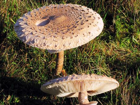 Mushroom - Free Stock Photo