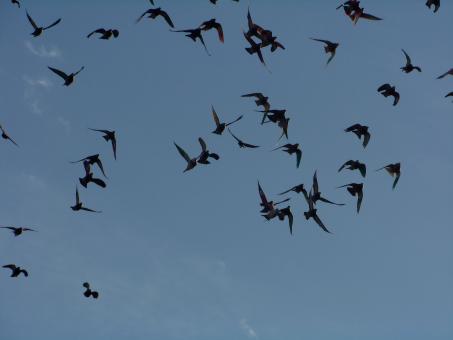 Migration - Free Stock Photo