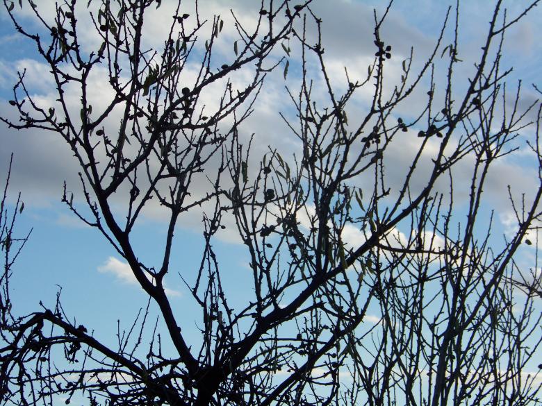 Free stock image of Winter created by Graham Briggs