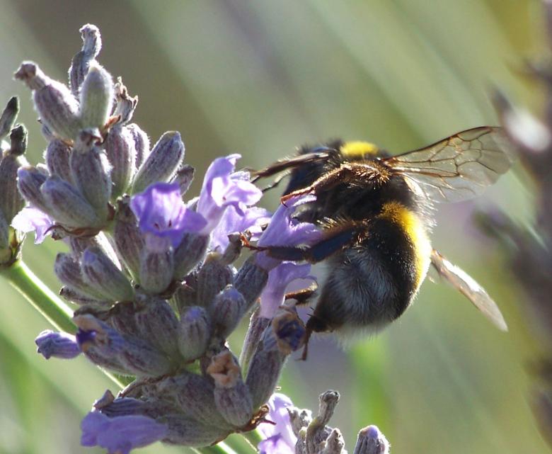Free stock image of Busy collecting created by Graham Briggs