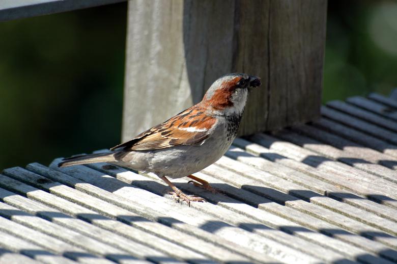 Free stock image of Sparrow created by Max van Holten