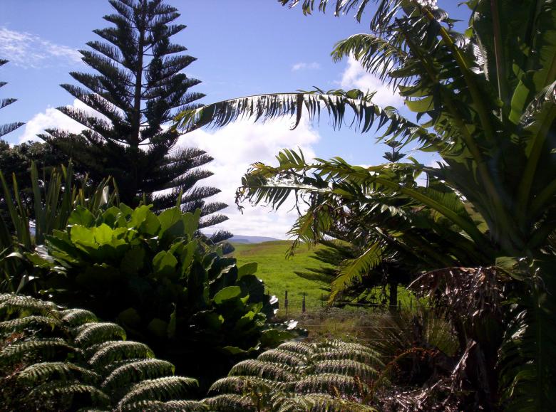 Free stock image of Backyard Jungle created by James Walton