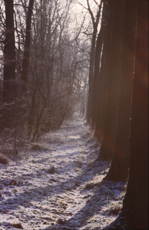 Free stock image of Winter Landscape created by MUNCH PIERRE