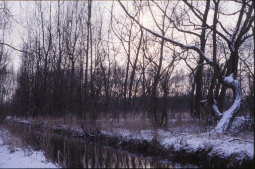 Free Stock Photo of Winter Landscape