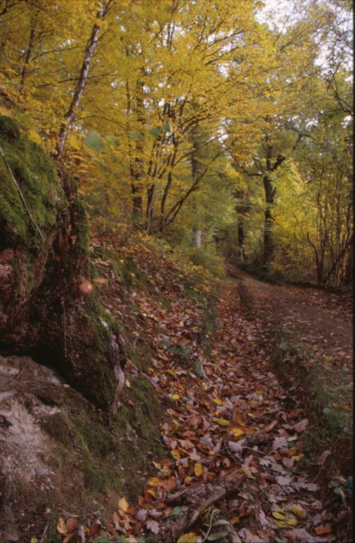 Free stock image of Woods created by MUNCH PIERRE
