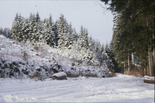 Free Stock Photo of Winter Landscape