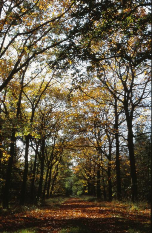 Free stock image of Forest created by MUNCH PIERRE