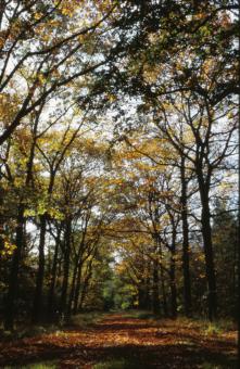 Free Stock Photo of Forest