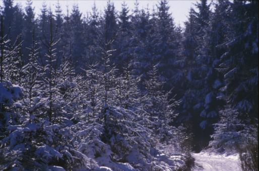 Free Stock Photo of Winter Landscape