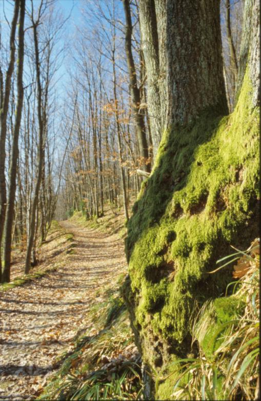 Free stock image of Forest landscape created by MUNCH PIERRE