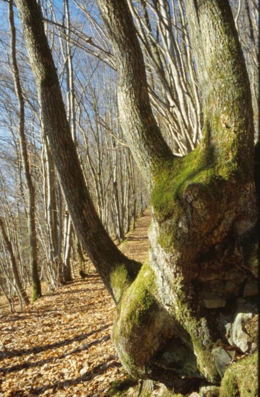 Free stock image of Forest landscape created by MUNCH PIERRE