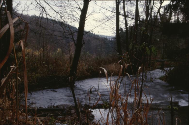 Free stock image of Forest landscape created by MUNCH PIERRE