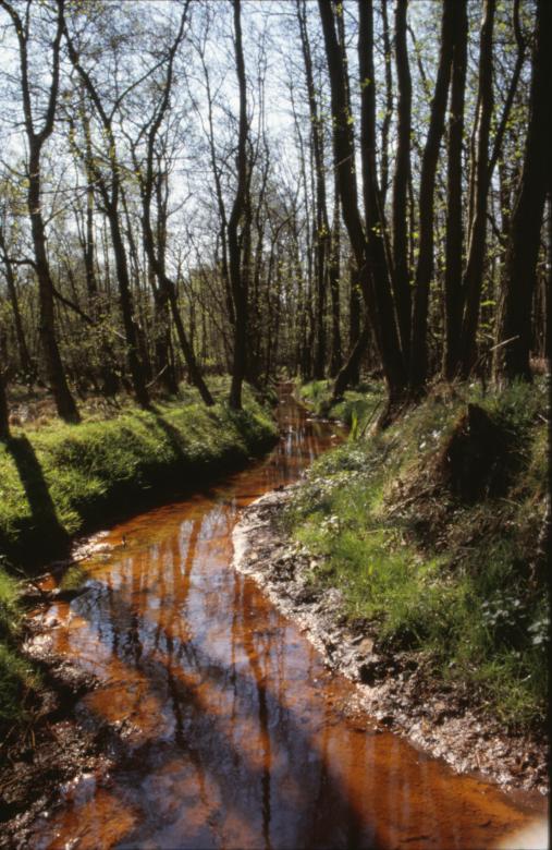 Free stock image of Forest landscape created by MUNCH PIERRE