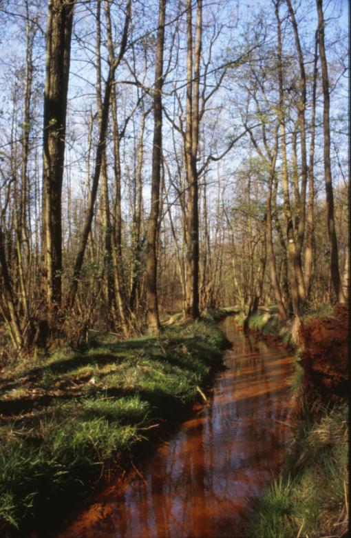 Free stock image of Forest Landscape created by MUNCH PIERRE