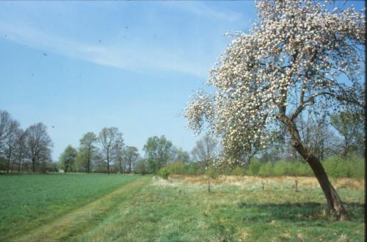 Bright Landscape - Free Stock Photo