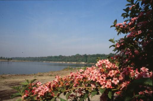 Free Stock Photo of Flowers by the beach