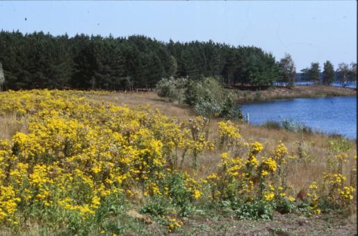Free Stock Photo of Yellow Landscape