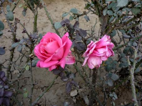 Free Stock Photo of Pink Roses and Trees