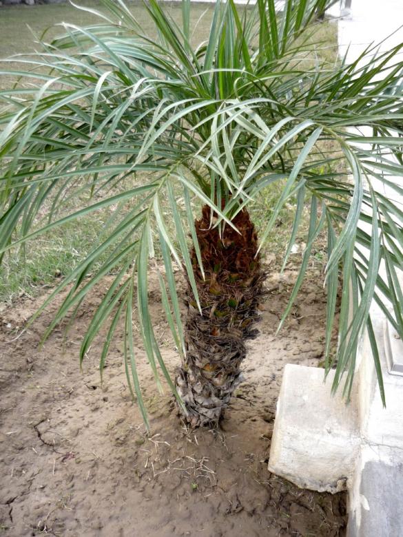 Free stock image of Palm tree created by Ali Haider