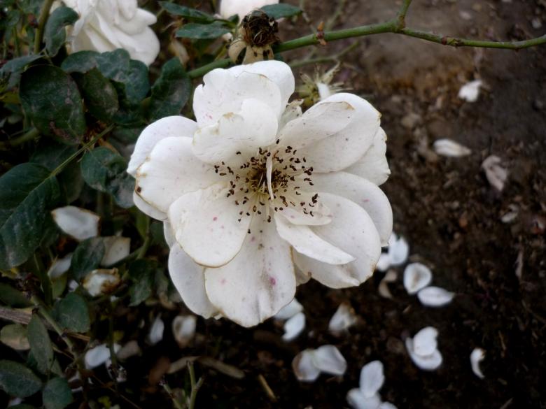 Free stock image of White Flower created by Ali Haider